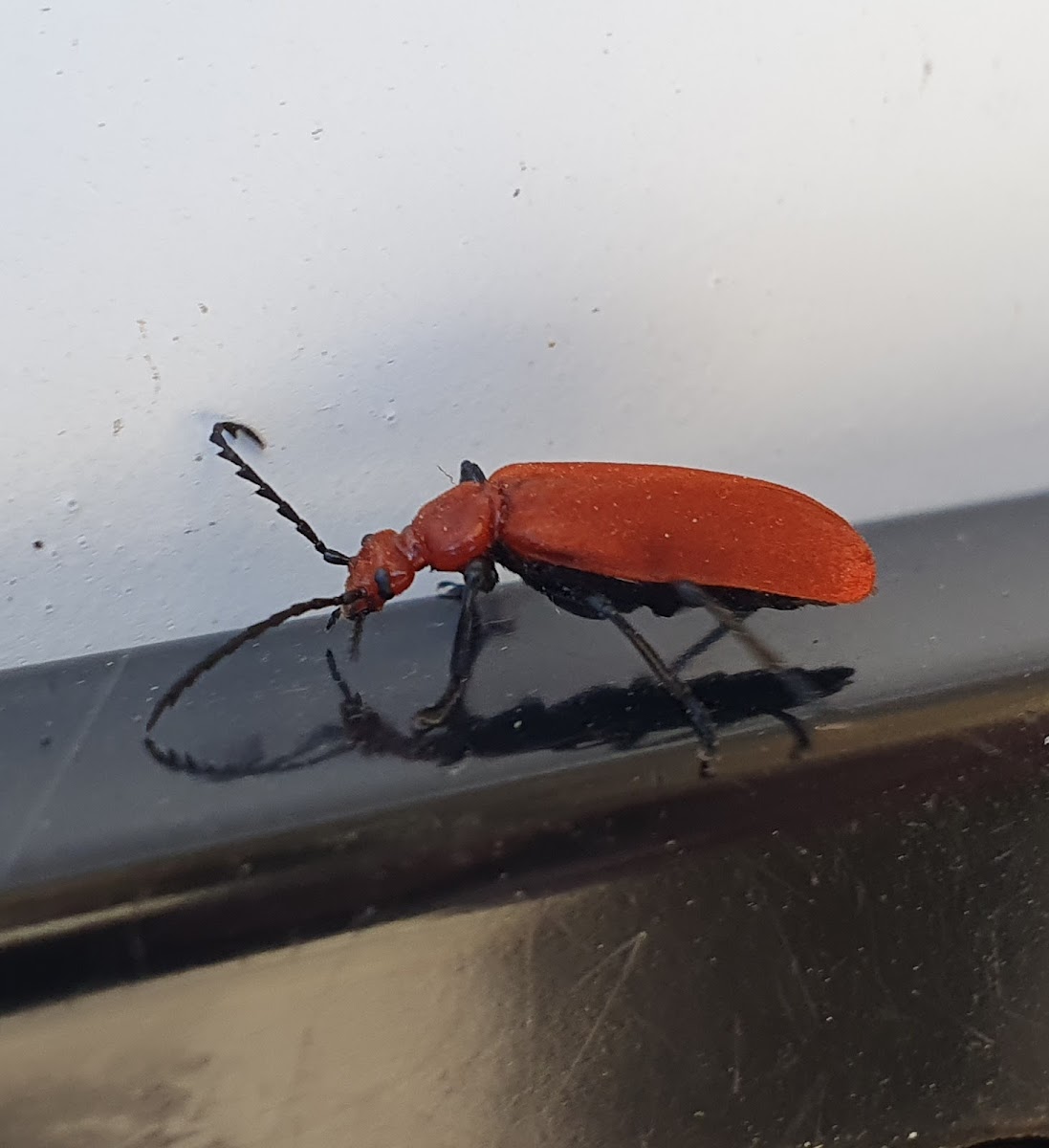 Red-headed Cardinal Beetle