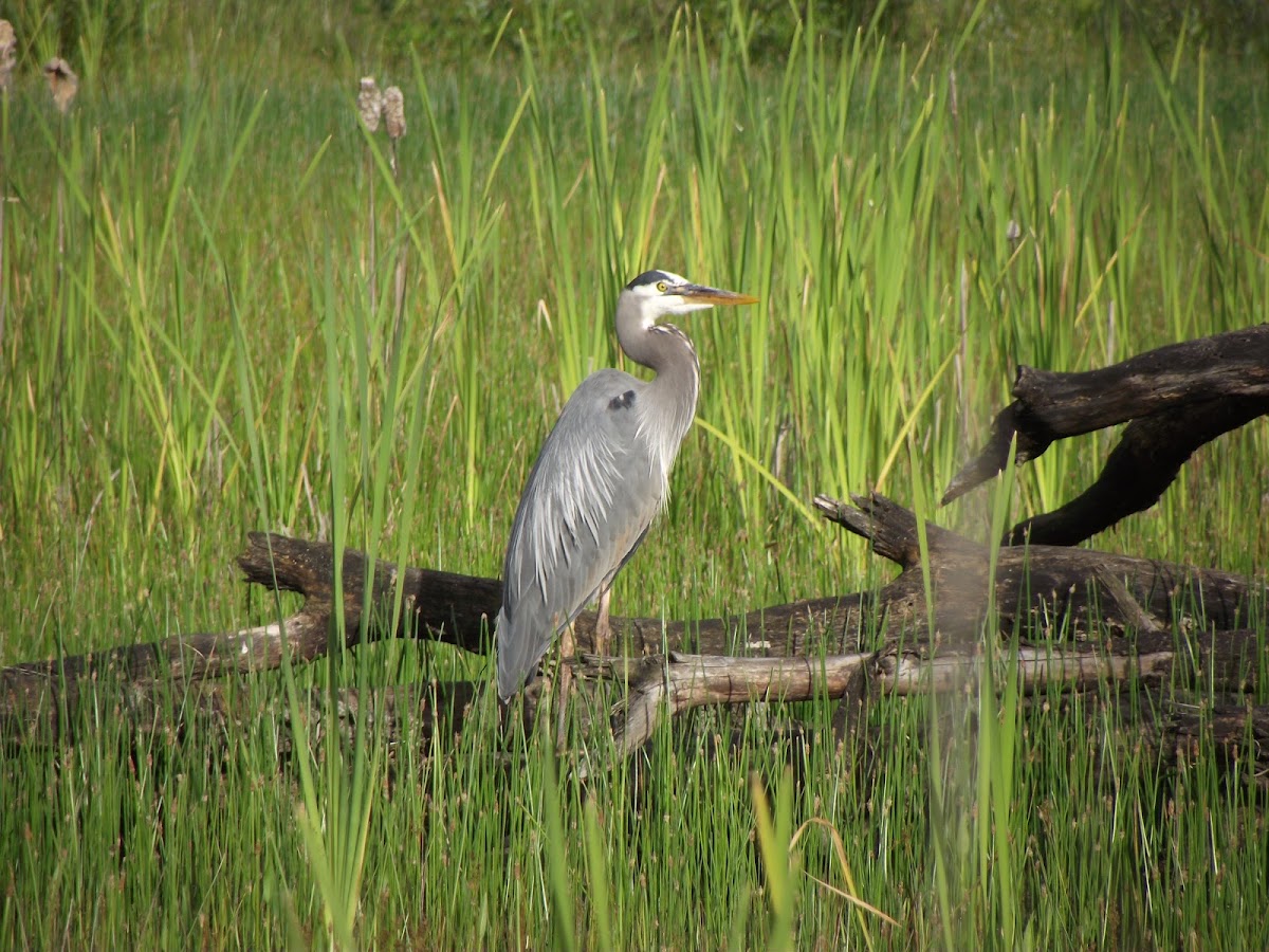 Great Blue Heron