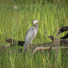 Great Blue Heron