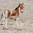 Kiang, Tibetan Wild Ass