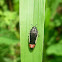 Yellow-Bordered Flower Buprestid