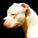 Dogo Argentino Themes & New Tab