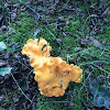 Chanterelle