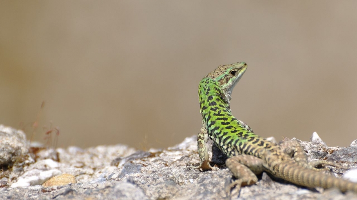 Profumo di primavera! di leonardo valeriano