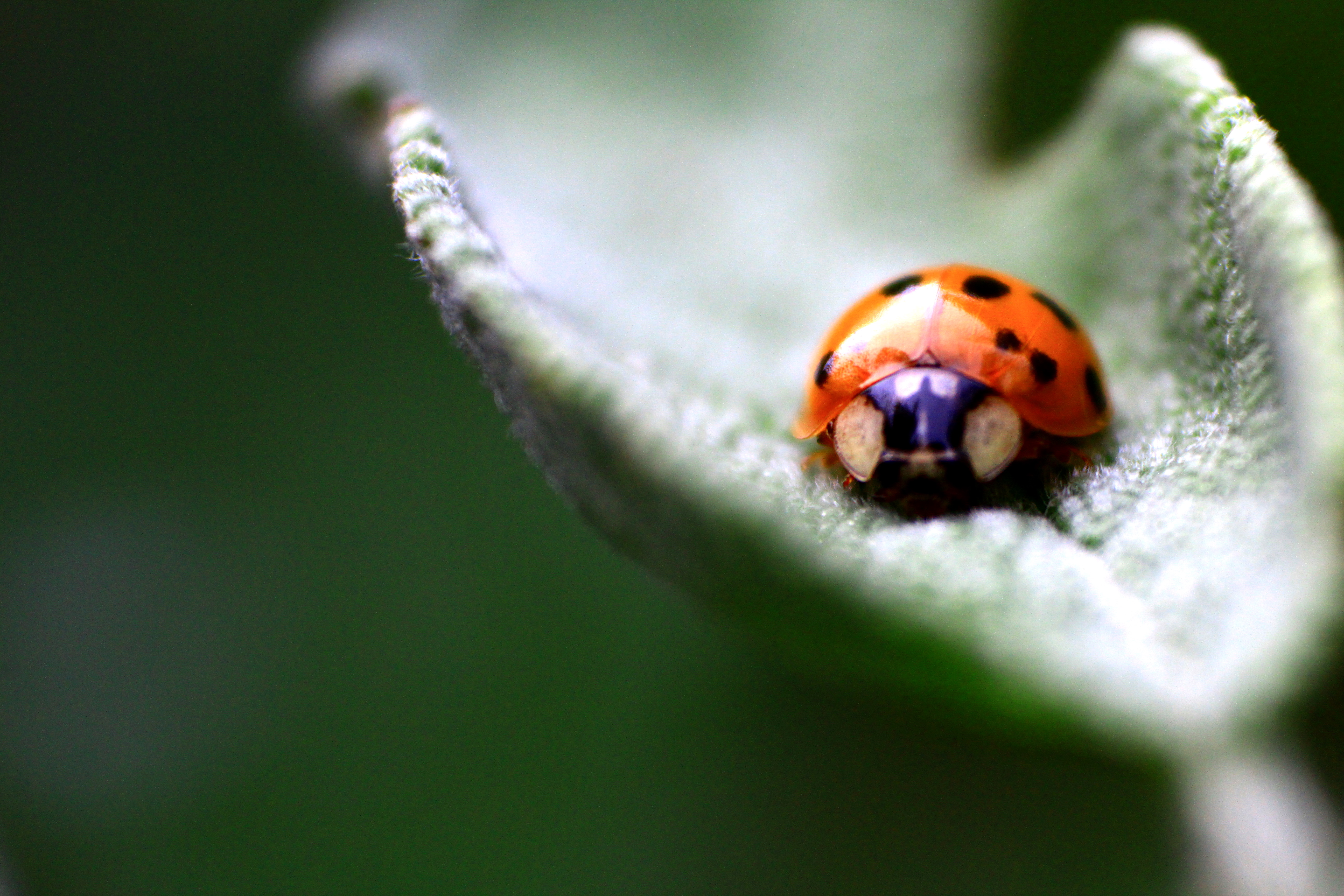 I tesori nascosti nella salvia di lukich