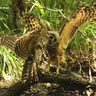 Barred owl