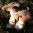 Bulbous Honey Fungus