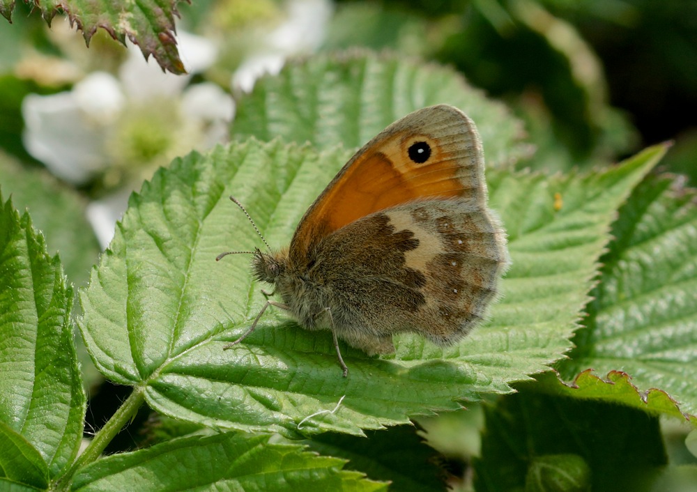 Small Heath