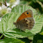 Small Heath