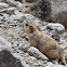 Himalayan Marmot