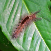 Tussock Moth Caterpillar