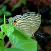 The Dark Cerulean butterfly