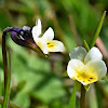 Dwarf Pansy