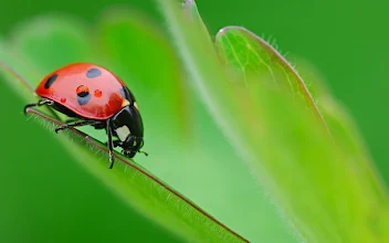 Ladybug Live Wallpaper Cute Moving Backgrounds Aplicații Pe