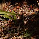 Dusky Pygmy Rattlesnake