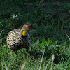 Yellow necked spurfowl