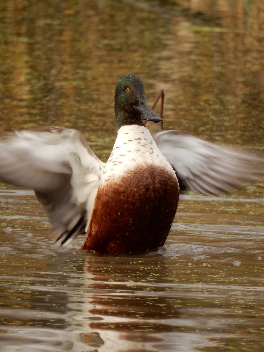 Northern Shoveler