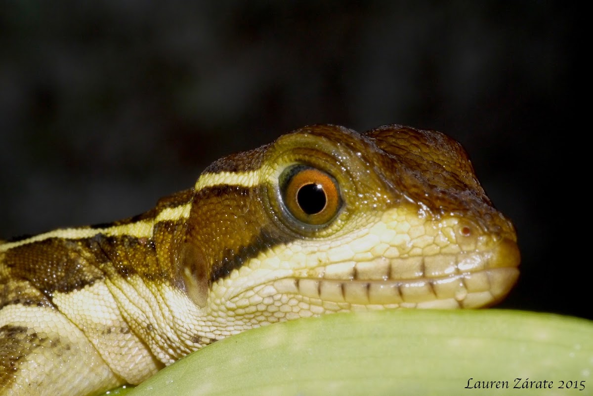 Juvenile Brown Basilisk