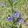 Skullcap