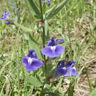 Skullcap