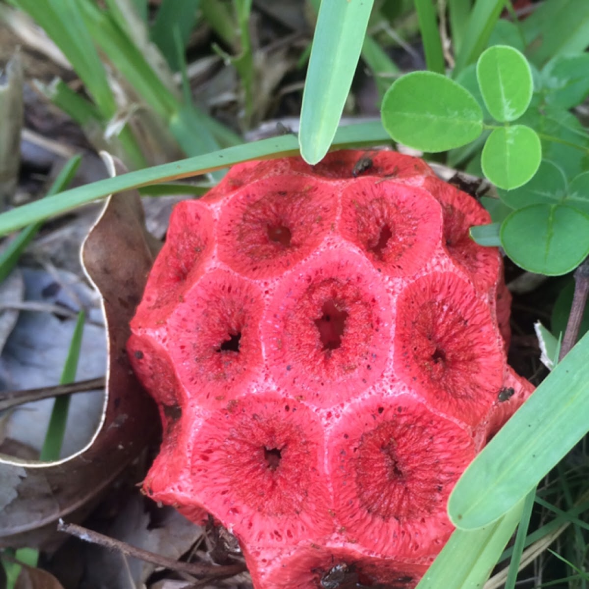 Stinkhorn fungus