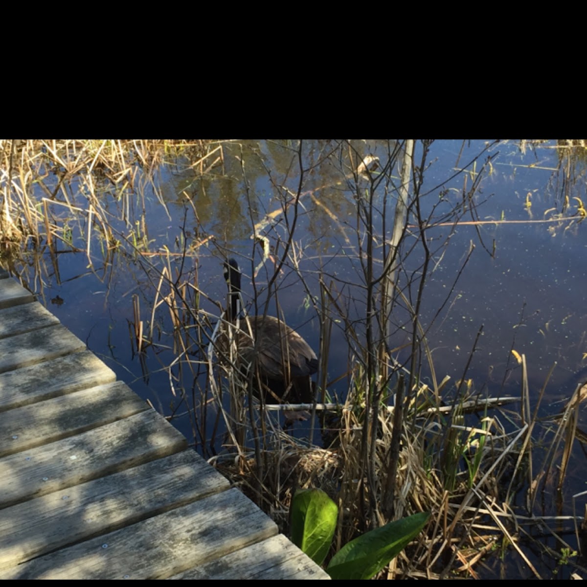 Canada Goose