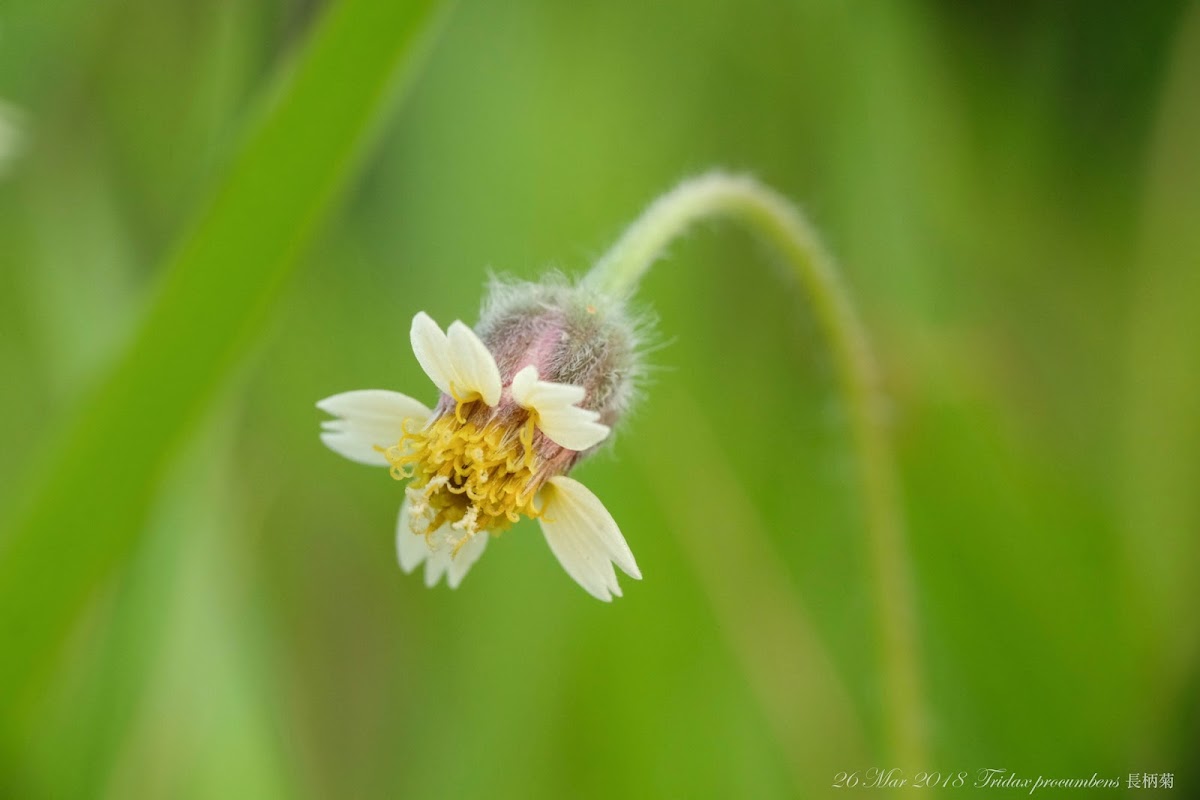 Tridax procumbens 長柄菊