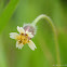 Tridax procumbens 長柄菊