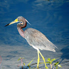 Tricolored Heron