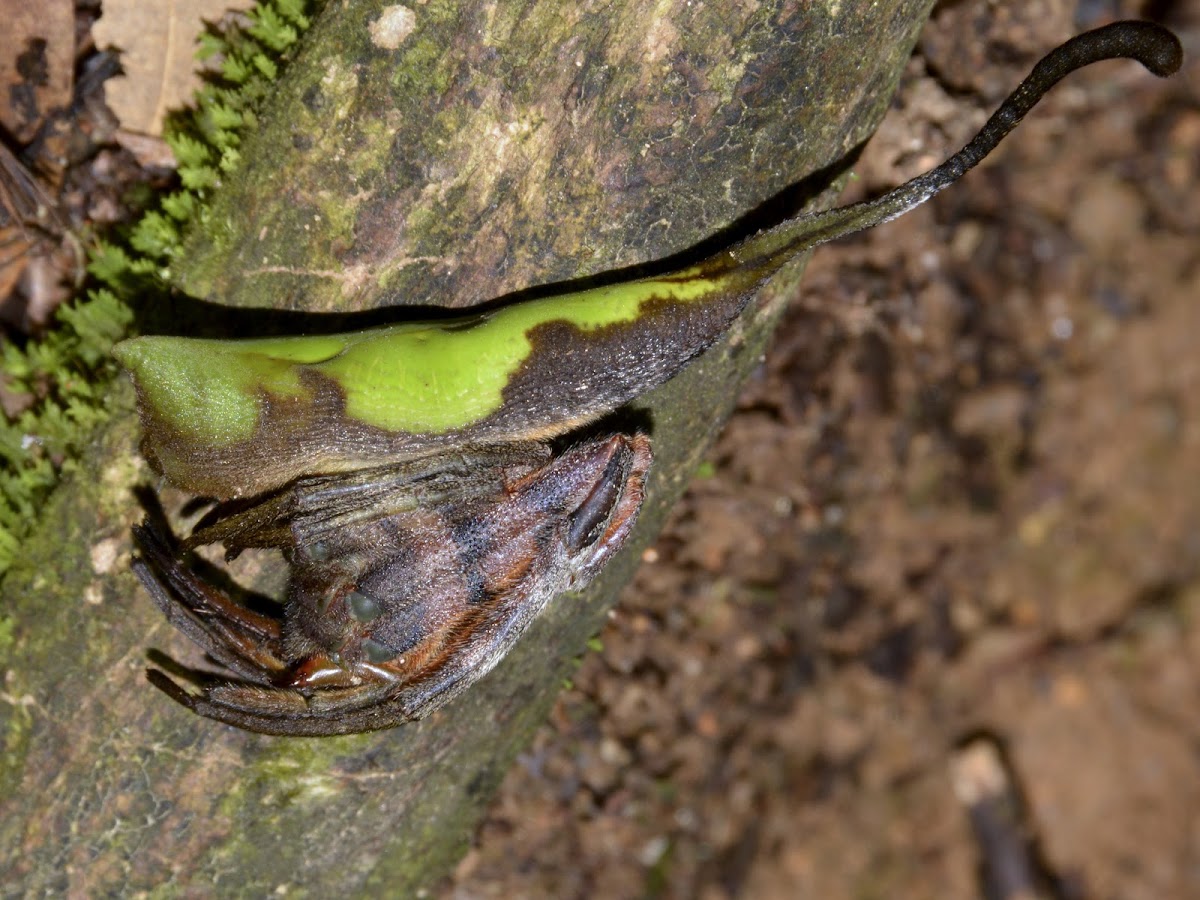 Mouhot's Rolled-Leaf Spider