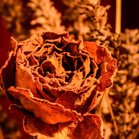 gold rose di 