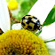 14-spotted ladybird