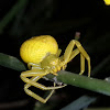 Goldenrod crab spider