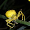 Goldenrod crab spider