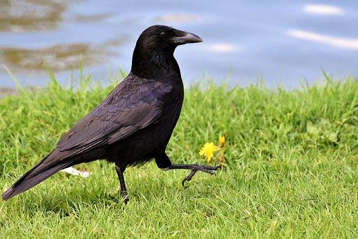 Crow with slight purple-brown tinge to some feathers