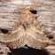 Eastern Tent Caterpillar Moth - 7701