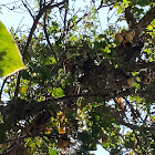 Ladder Backed Woodpecker