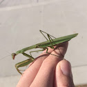 Chinese Mantis