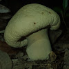 Mushroom