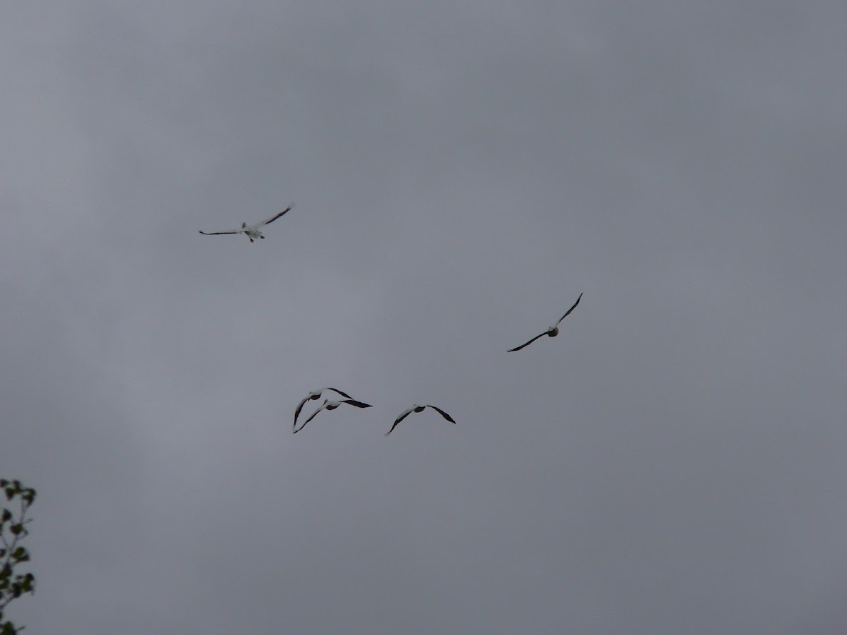 White Pelican