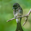 WHITE BELLIED DRONGO