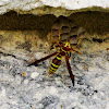 Paper Wasp