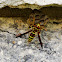 Paper Wasp