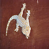 Tokay Gecko