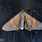 Geometrid Moth