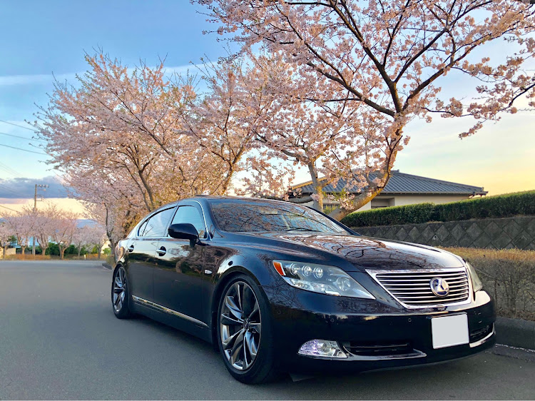 LSの桜とコラボ・桜と愛車・休日は洗車・桜並木に関するカスタム事例の投稿画像3枚目