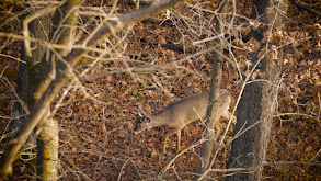 Wisconsin: Rutty Bucks up North thumbnail