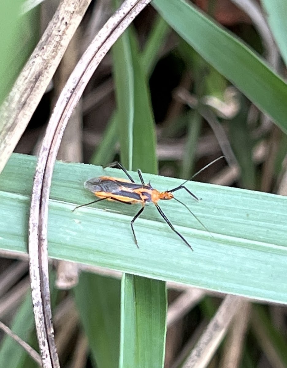 Red Bull Assassin Bug