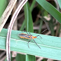 Red Bull Assassin Bug