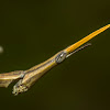 Stick Grasshopper